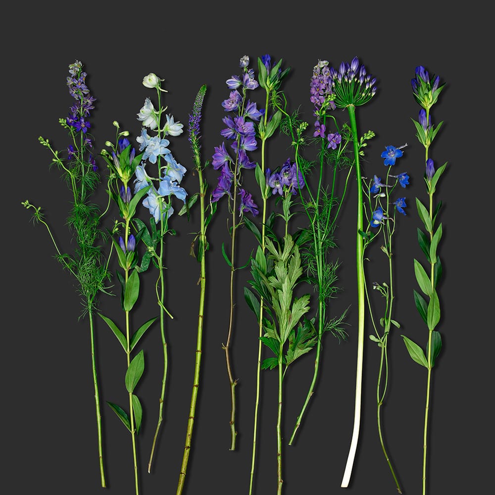 surprise blue bouquet